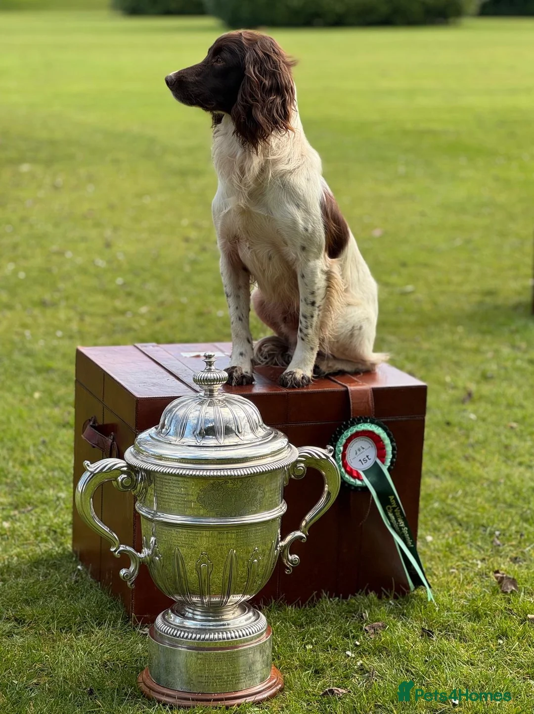 English Springer Spaniel dogs for stud: CHAMPIONSHIP WINNER 2025,ROSEBAY BLUE,HEALTHTESTED in Bristol - Advert 5