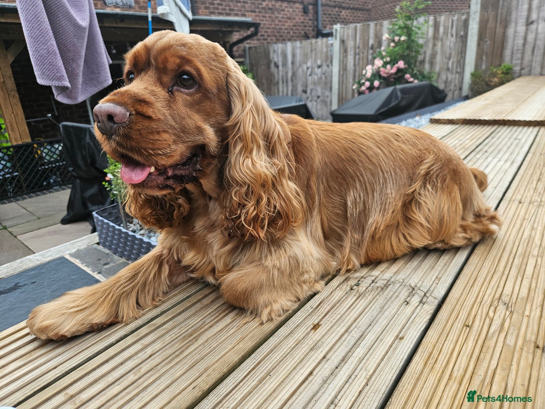 Cocker Spaniel dogs for stud: GOLDEN SHOW COCKER SPANIEL FOR STUD  in Stoke-on-Trent - Image 1