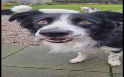 Border Collie dogs for adoption: Meet Mitch - Advert 2