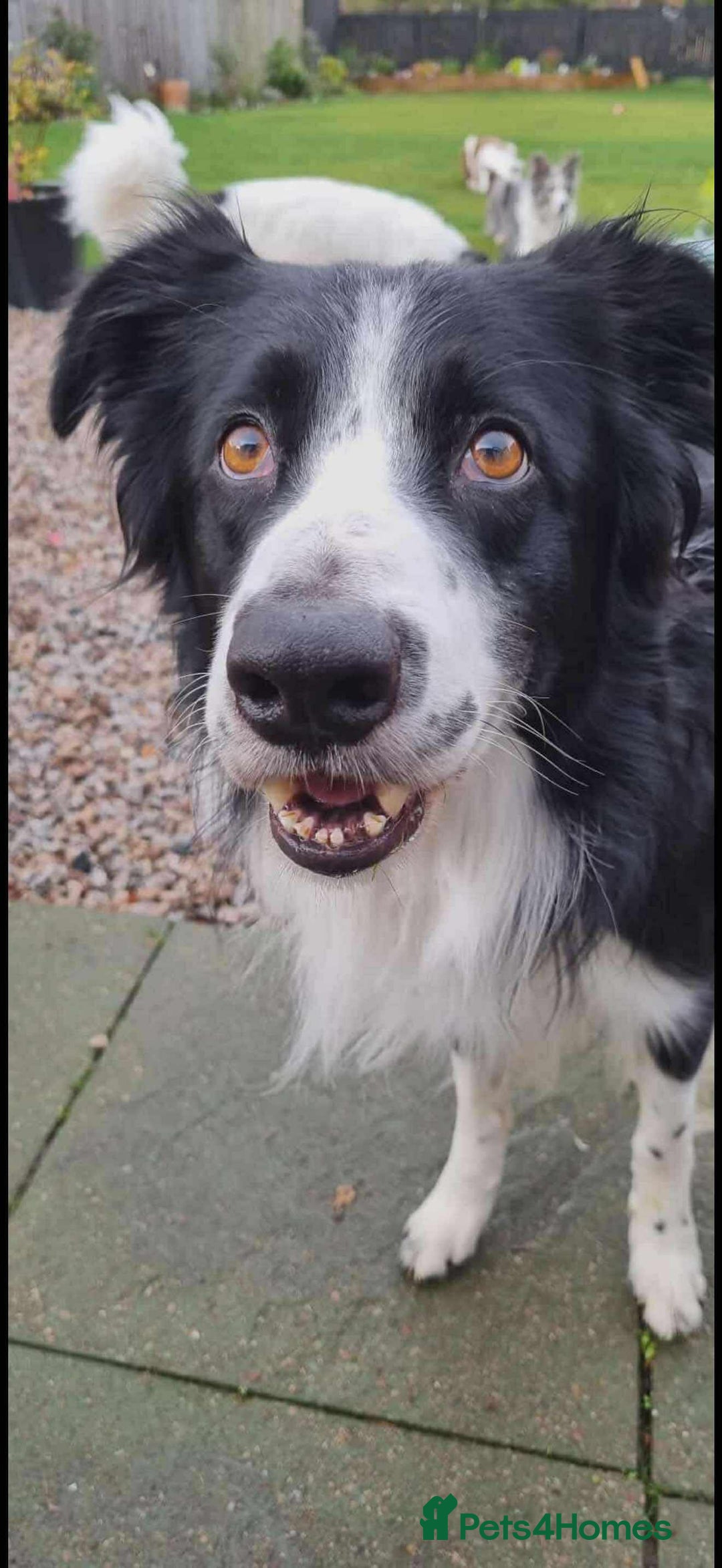 Border Collie dogs for adoption: Meet Mitch - Advert 2