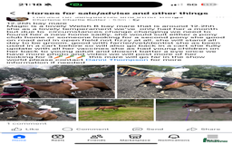 Welsh Section B horses for sale: Magic - Image 1