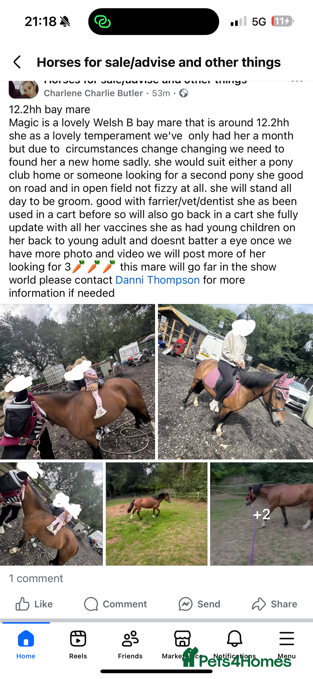 Welsh Section B horses for sale: Magic - Image 1