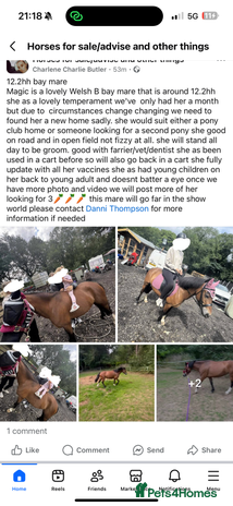 Welsh Section B horses - Advert 1