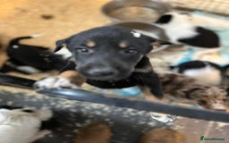 Mixed Breed dogs for sale: Kelpie x Border Collie pups available for new home - Image 3