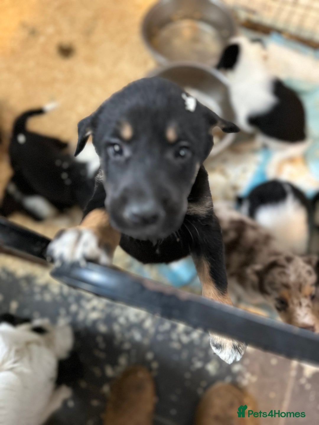Mixed Breed dogs for sale: Kelpie x Border Collie pups available for new home - Image 3