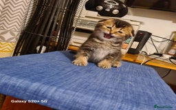 Scottish Fold cats for sale: Scottish fold looking for forever home - Image 2