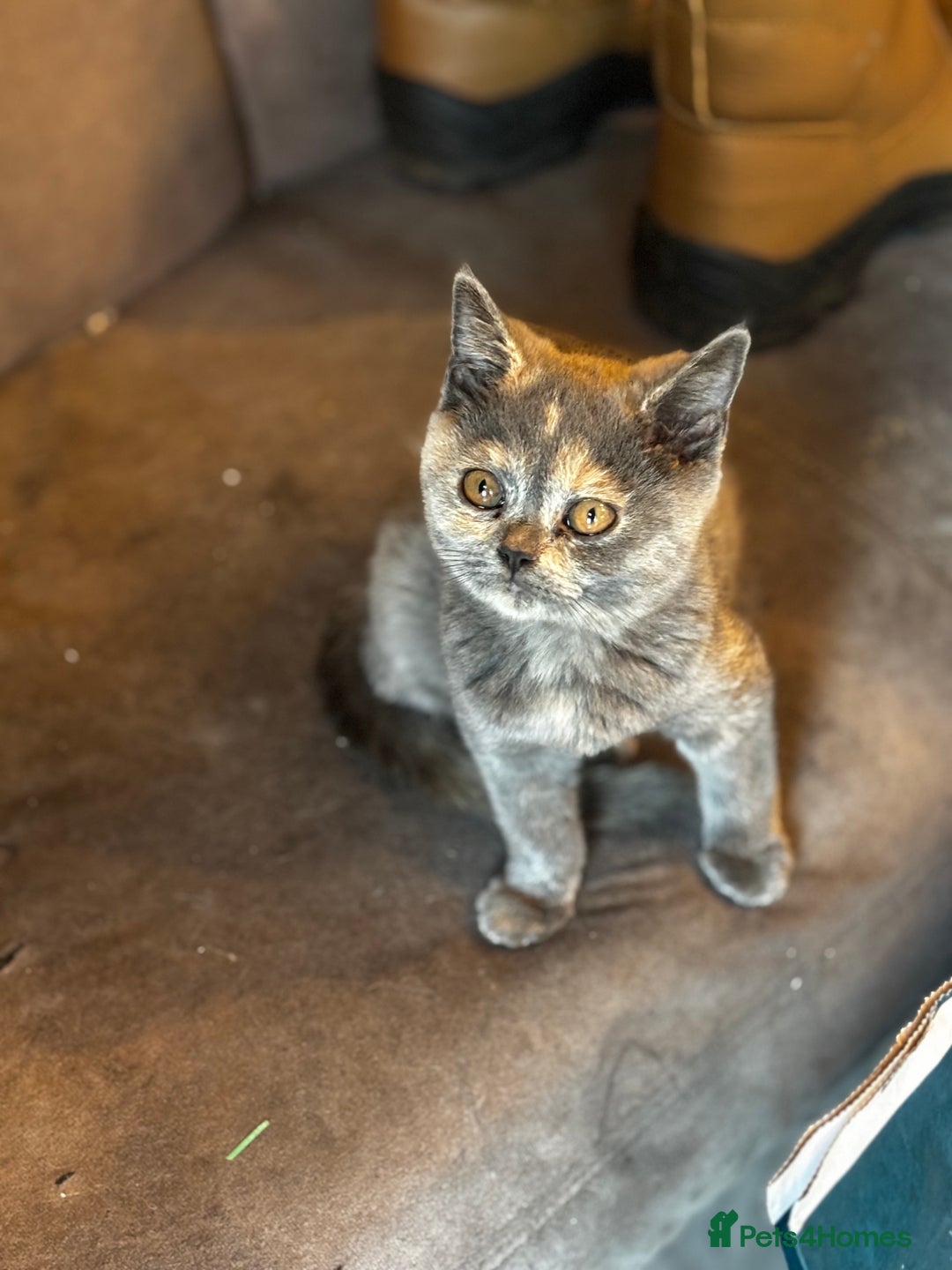British Shorthair cats for sale: Adorable kittens READY NOW in Wakefield - Image 7