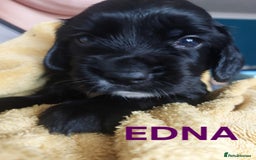 Sprocker dogs for sale: Exceptional working-line puppies for loving homes! - Image 13