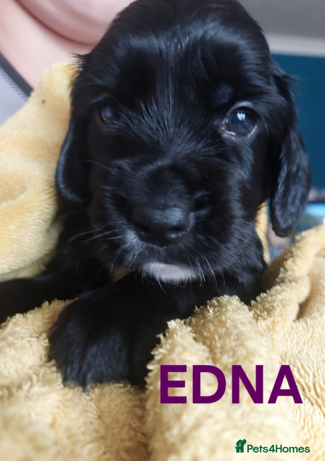 Sprocker dogs for sale: Exceptional working-line puppies for loving homes! - Image 13