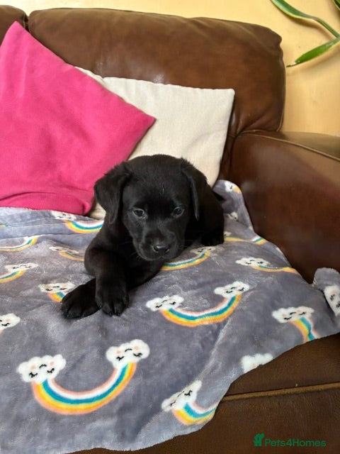 Labrador Retriever dogs Top quality pedigree lab puppies - Advert 3