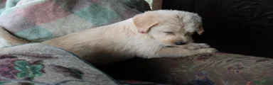 Labradoodle 4