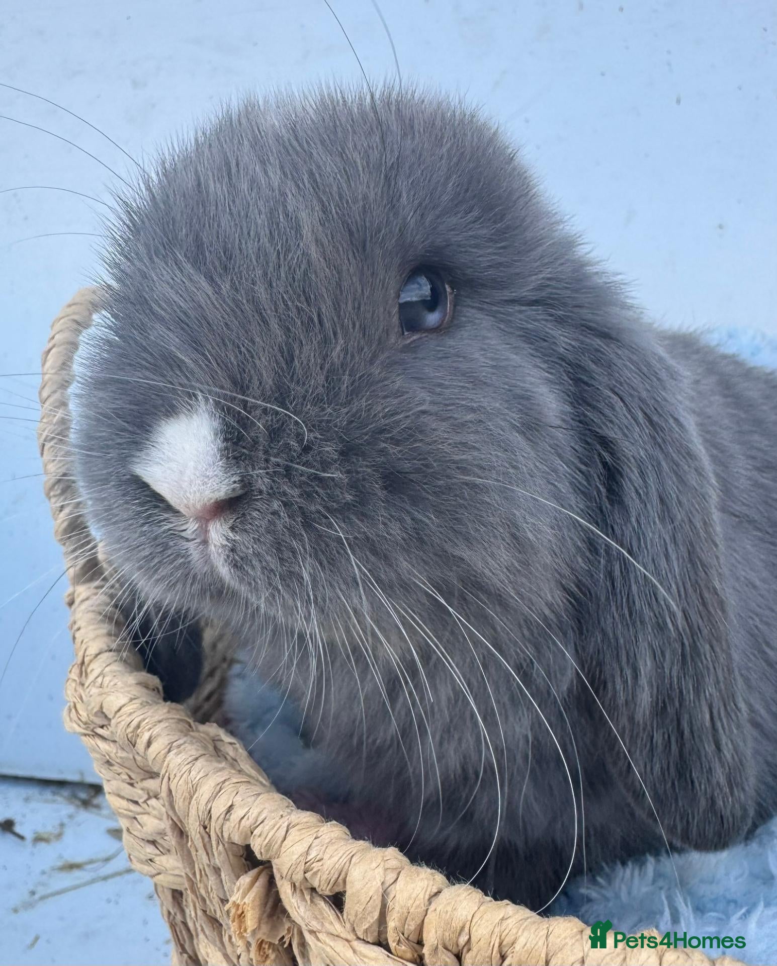 Mini Lop rabbits Pure bred Mini Lop RabbitS - Advert 1