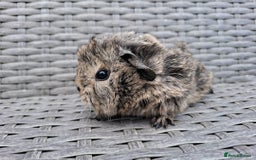 Guinea Pig rodents for sale: Frank & Freddie - Advert 1