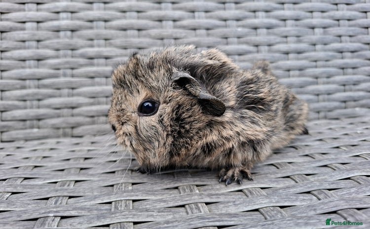 Guinea Pig rodents Frank & Freddie - Advert 1
