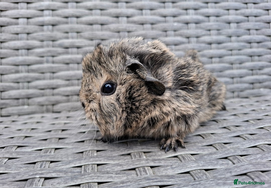 Guinea Pig rodents for sale: Frank & Freddie - Advert 1