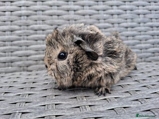 Guinea Pig rodents for sale: Frank & Freddie - Advert 1