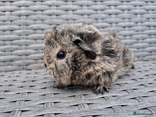 Guinea Pig rodents Frank & Freddie - Advert 6