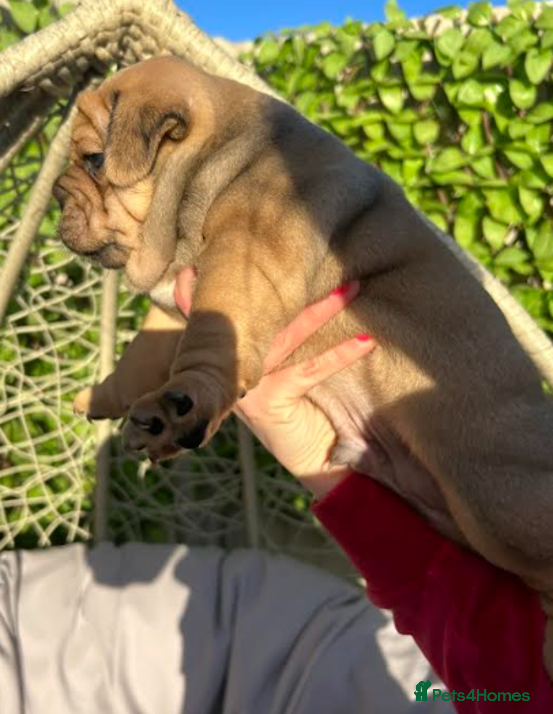 Olde English Bulldogge dogs for sale: Chocolate & Tan Olde English Bulldog Puppies  - Advert 9