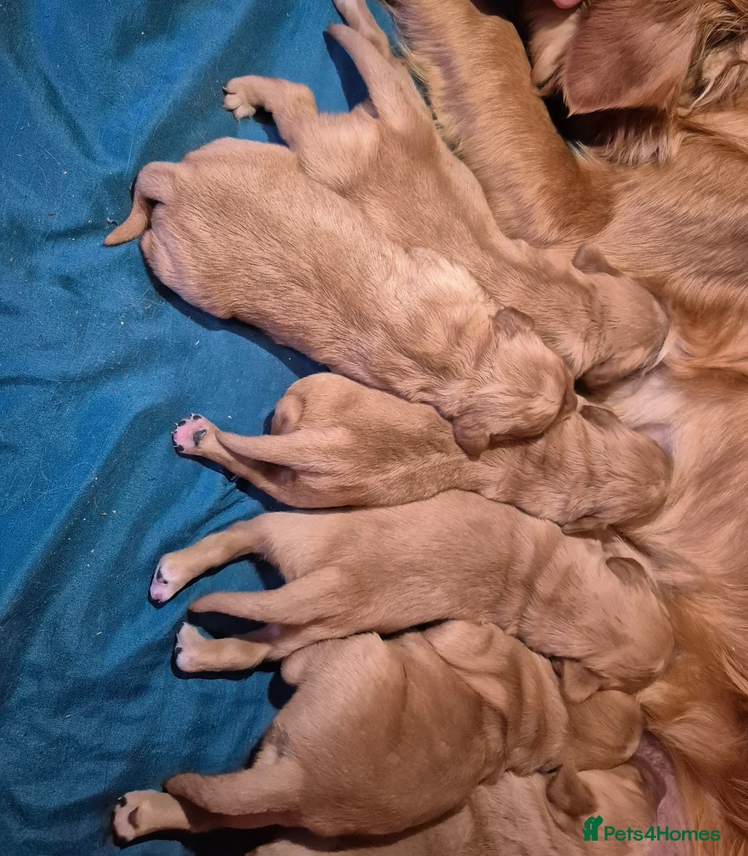 Golden Retriever dogs for sale: KC Reg dark coloured retrievers - 3 boys & 5 girls - Advert 11