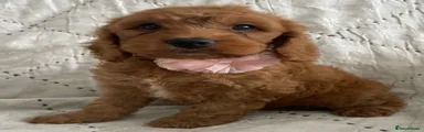 Cockapoo 6