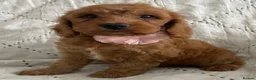 Cockapoo dogs for sale: AMAZING HEALTH CLEAR F1 COCKAPOO  - Advert 19