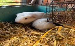 Guinea Pig rodents for sale: Male and female guinea pigs for sale  - Image 14