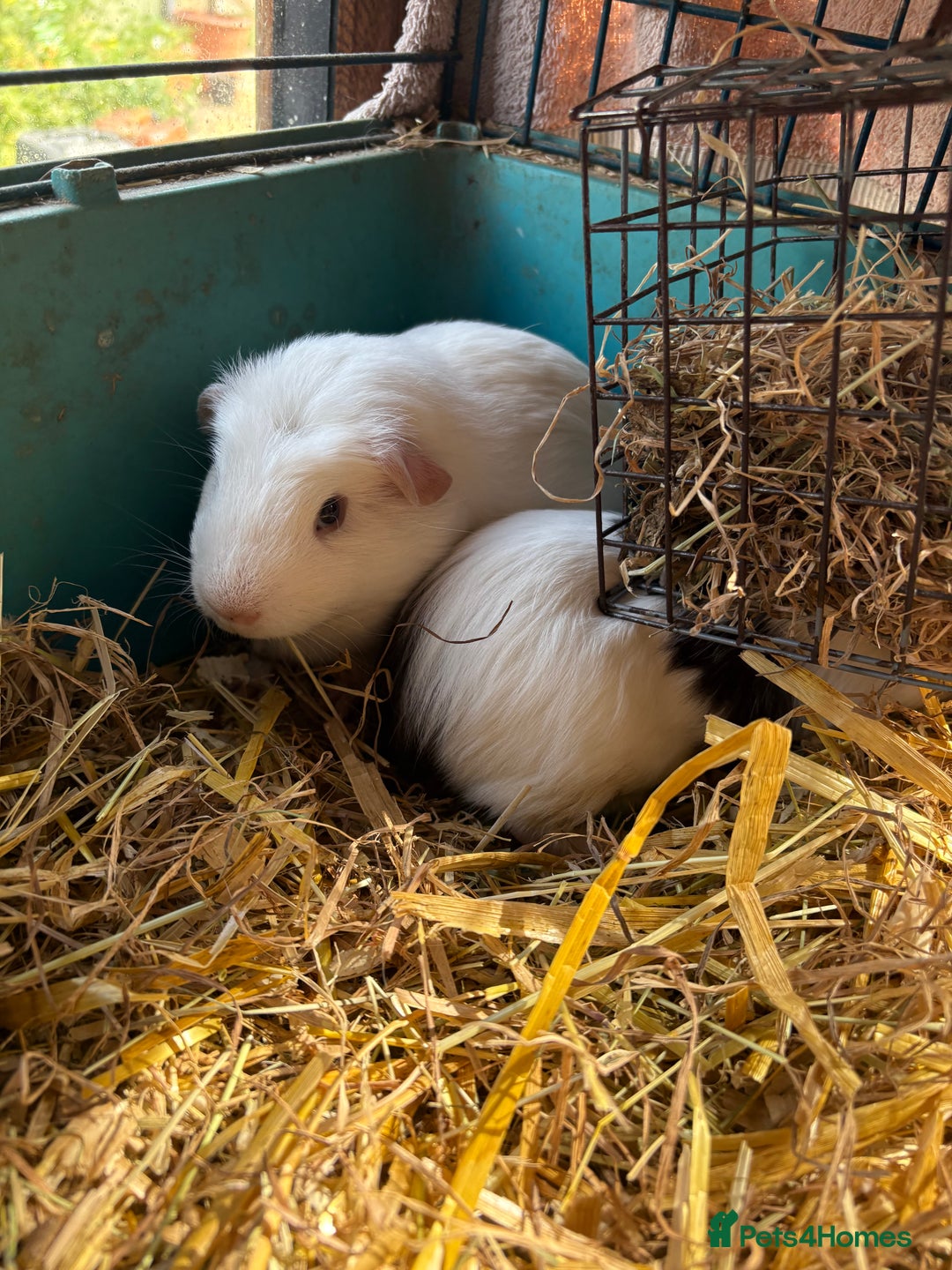 Guinea Pig rodents for sale: Male and female guinea pigs for sale  - Image 14