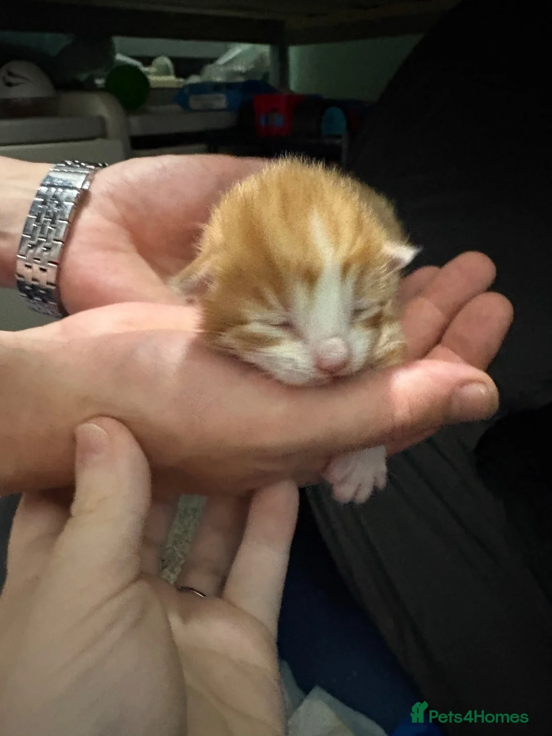 British Shorthair cats for sale: 1 week old kittens  - Advert 2