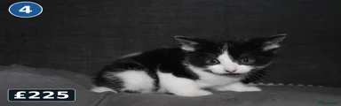 Kitten 4