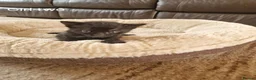 Mixed Breed cats for sale: Beautiful Domestic Shorthair Female Kitten - Advert 15