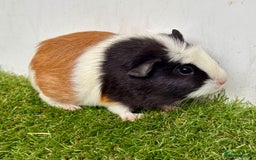 Guinea Pig rodents for sale: Super calm and friendly female guinea pigs  - Image 24