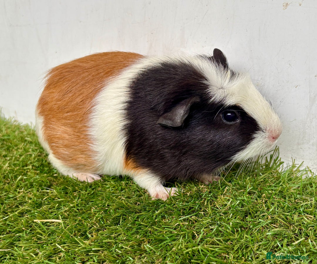 Guinea Pig rodents for sale: Super calm and friendly female guinea pigs  - Image 24
