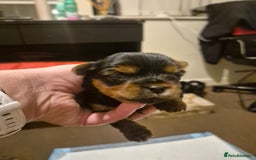 Yorkshire Terrier dogs for sale: Miniature yorkshire puppies - Image 4