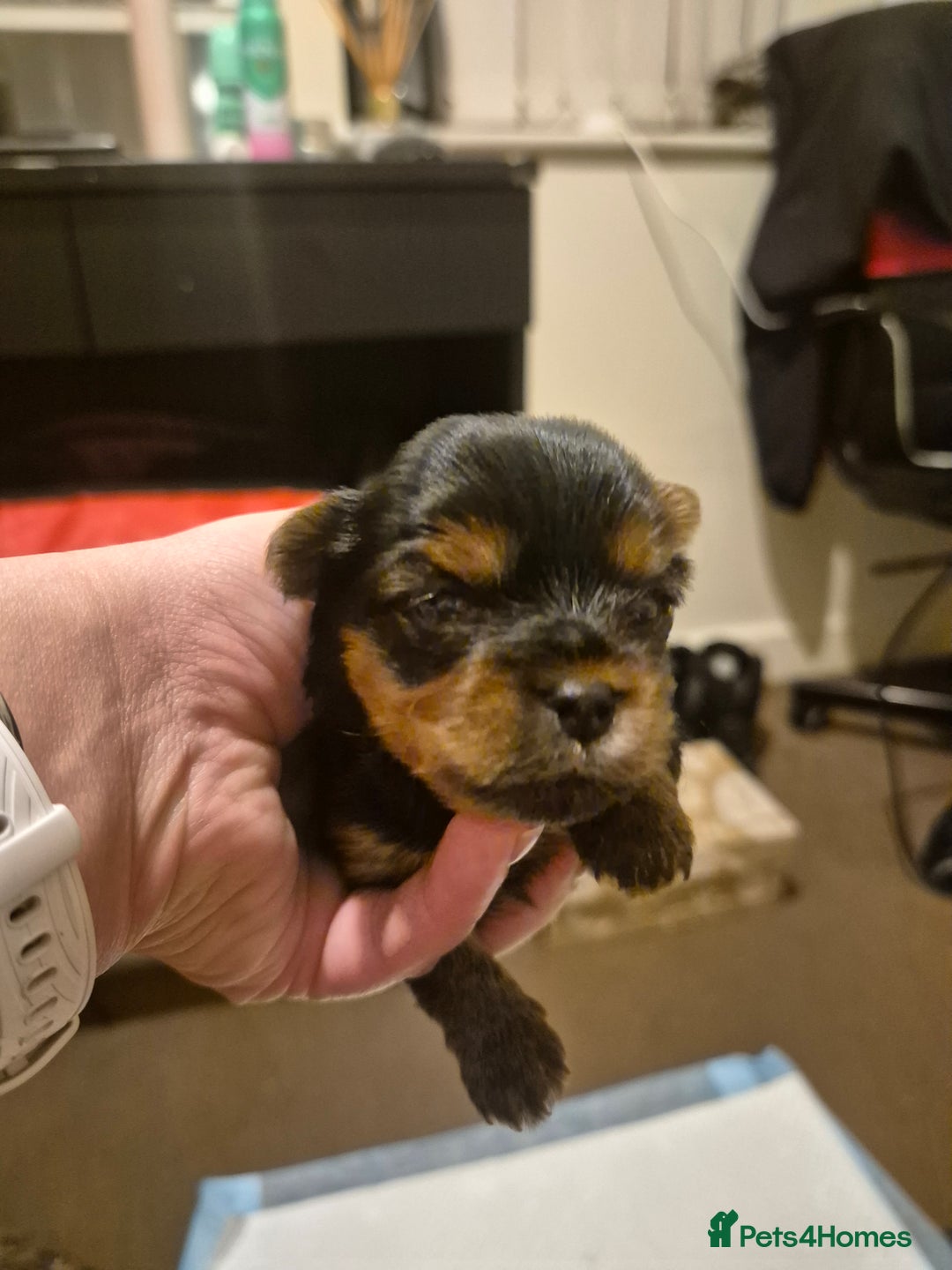 Yorkshire Terrier dogs for sale: Miniature yorkshire puppies - Image 4