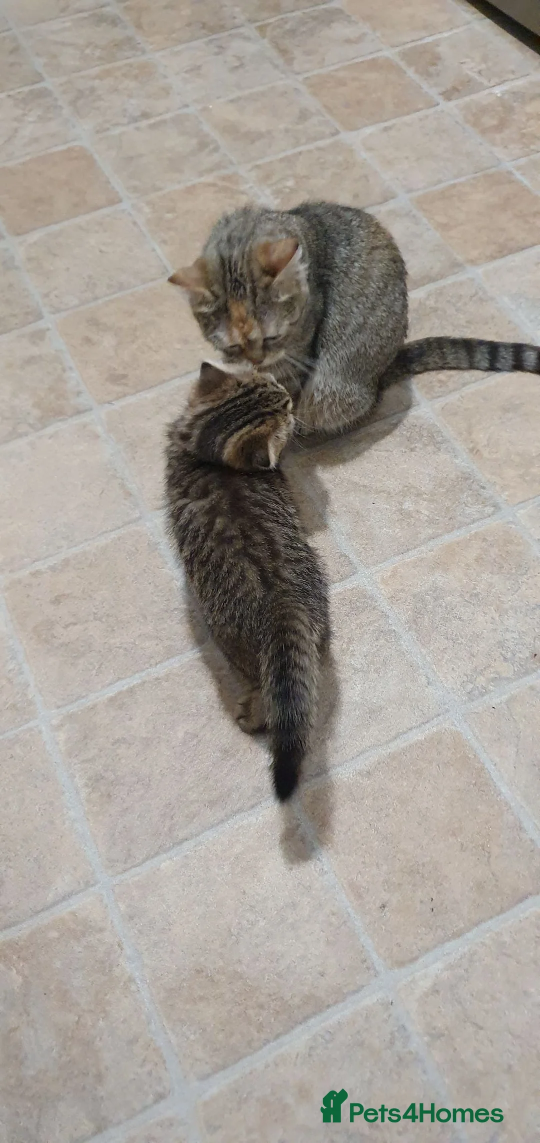Scottish Fold cats for sale: Scottish fold kitten Tabby gold boy  - Advert 2
