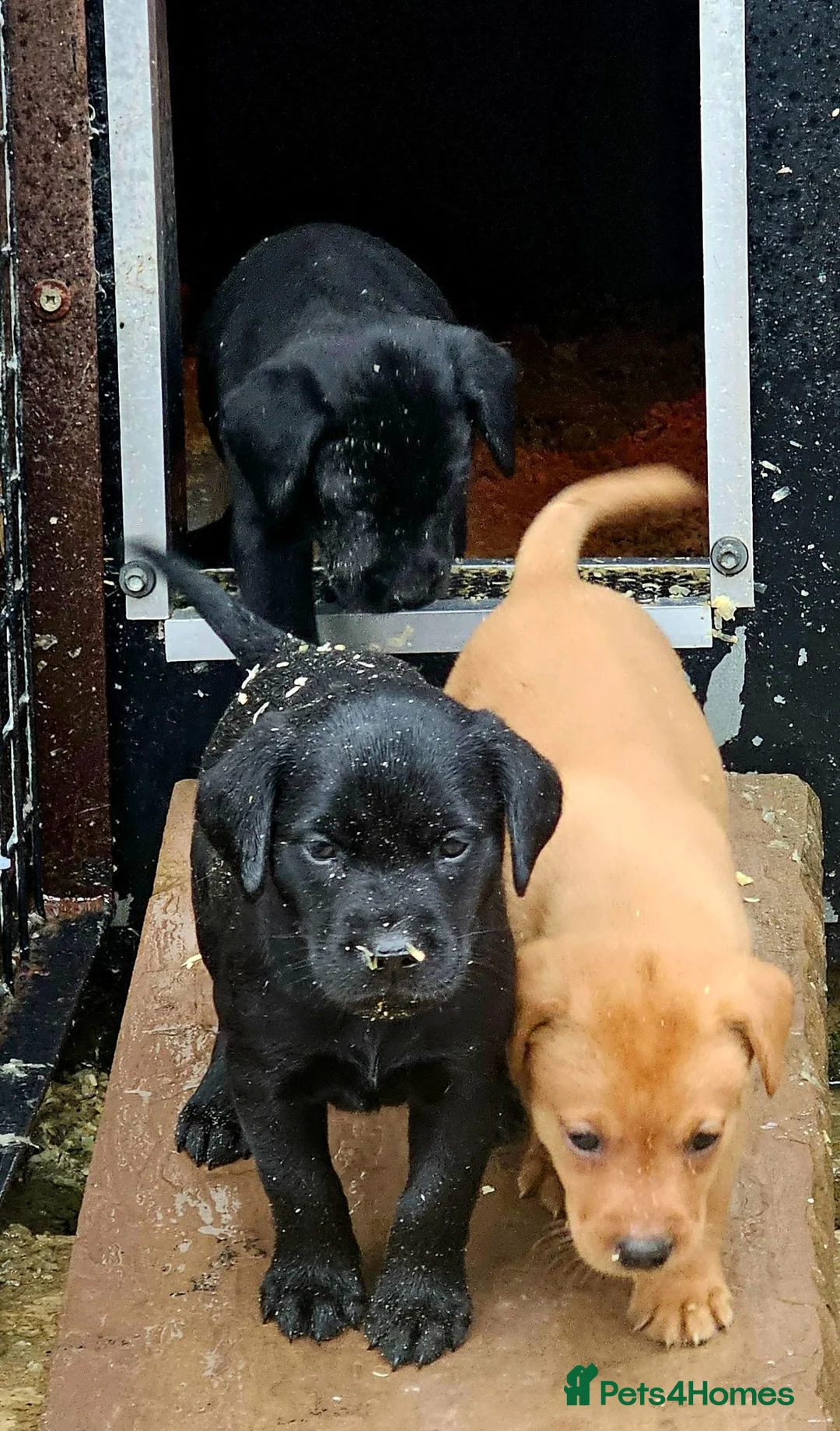 Labrador Retriever dogs for sale: Beautiful Bold working Labrador puppies - Advert 2