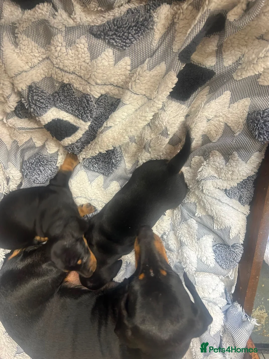 Miniature Dachshund dogs for sale: 2 Black and Tan girls  - Advert 2