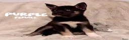 Shepsky dogs for sale: Outstanding Family-Raised Puppies - Advert 17