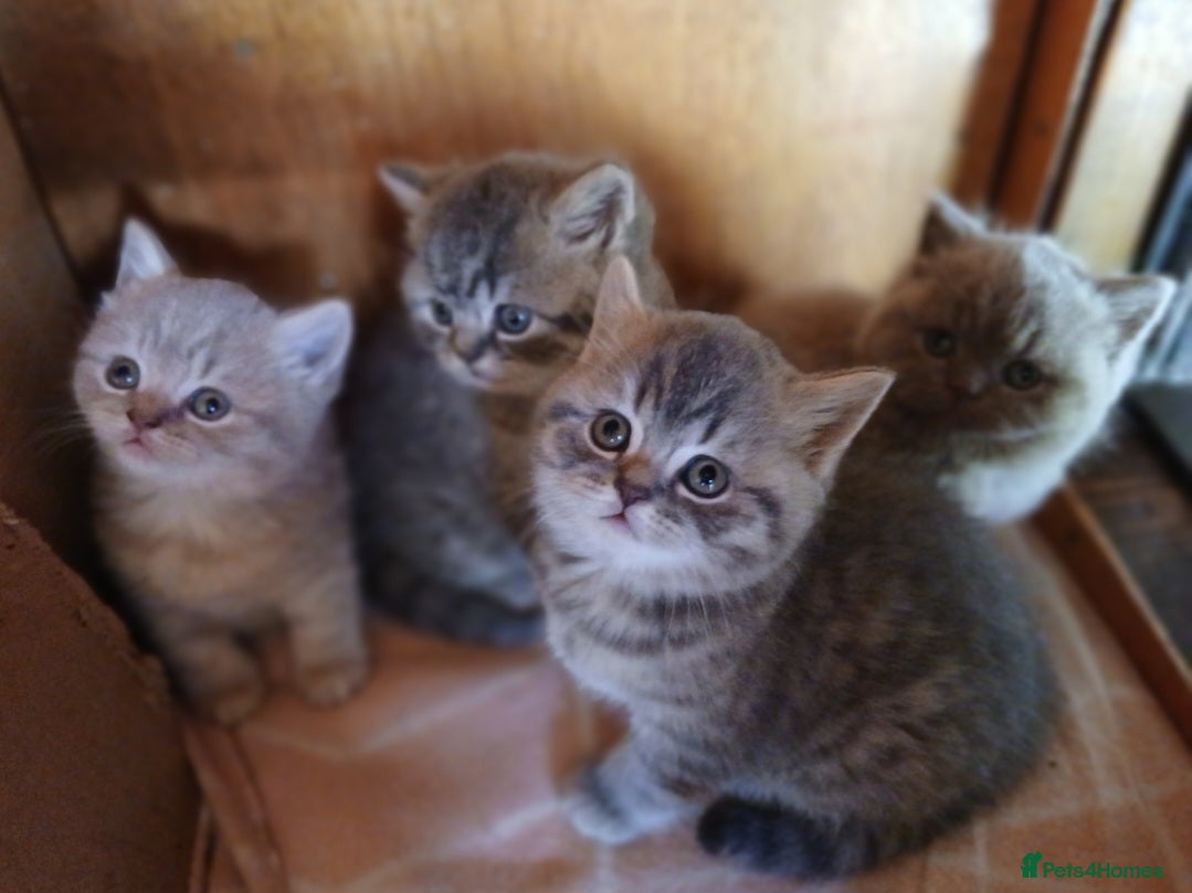 British Shorthair cats Beautiful British Shorthaired kittens  - Advert 9