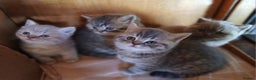 British Shorthair cats for sale: Beautiful British Shorthaired kittens  - Advert 1