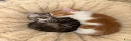 Mixed Breed cats for sale: Lovely kittens - Advert 2