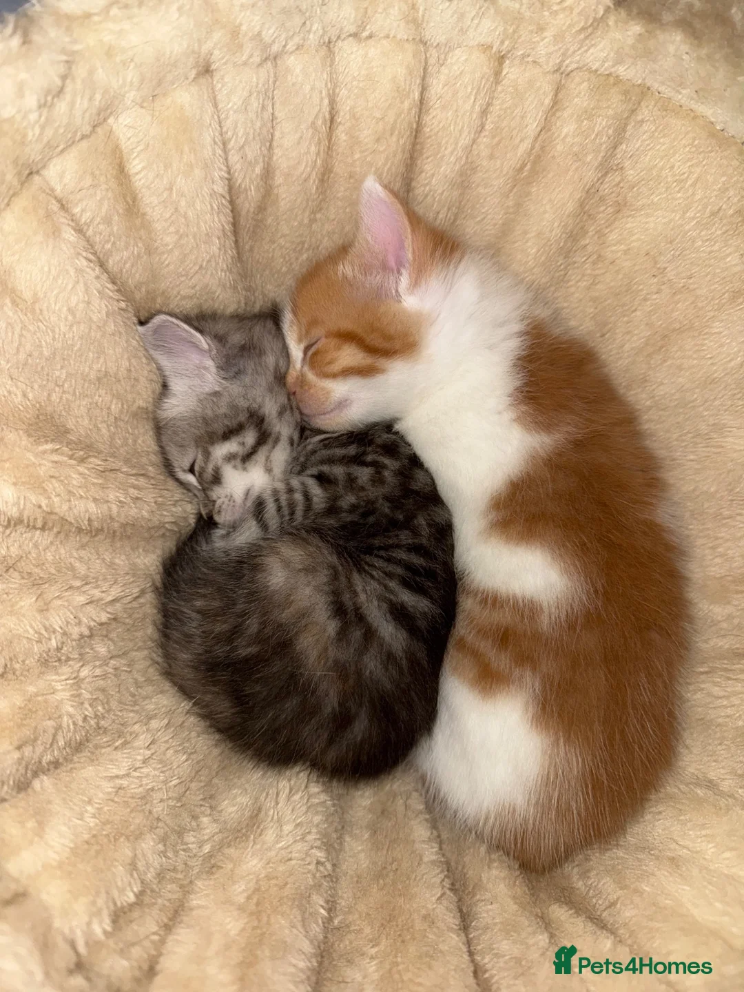 Mixed Breed cats for sale: Lovely kittens - Advert 2