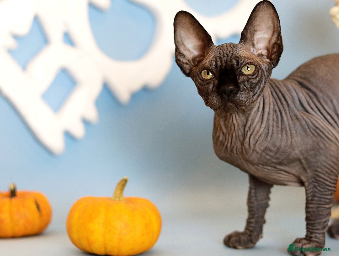 Sphynx cats for sale: Bloodline Sphynx Kittens  - Advert 6