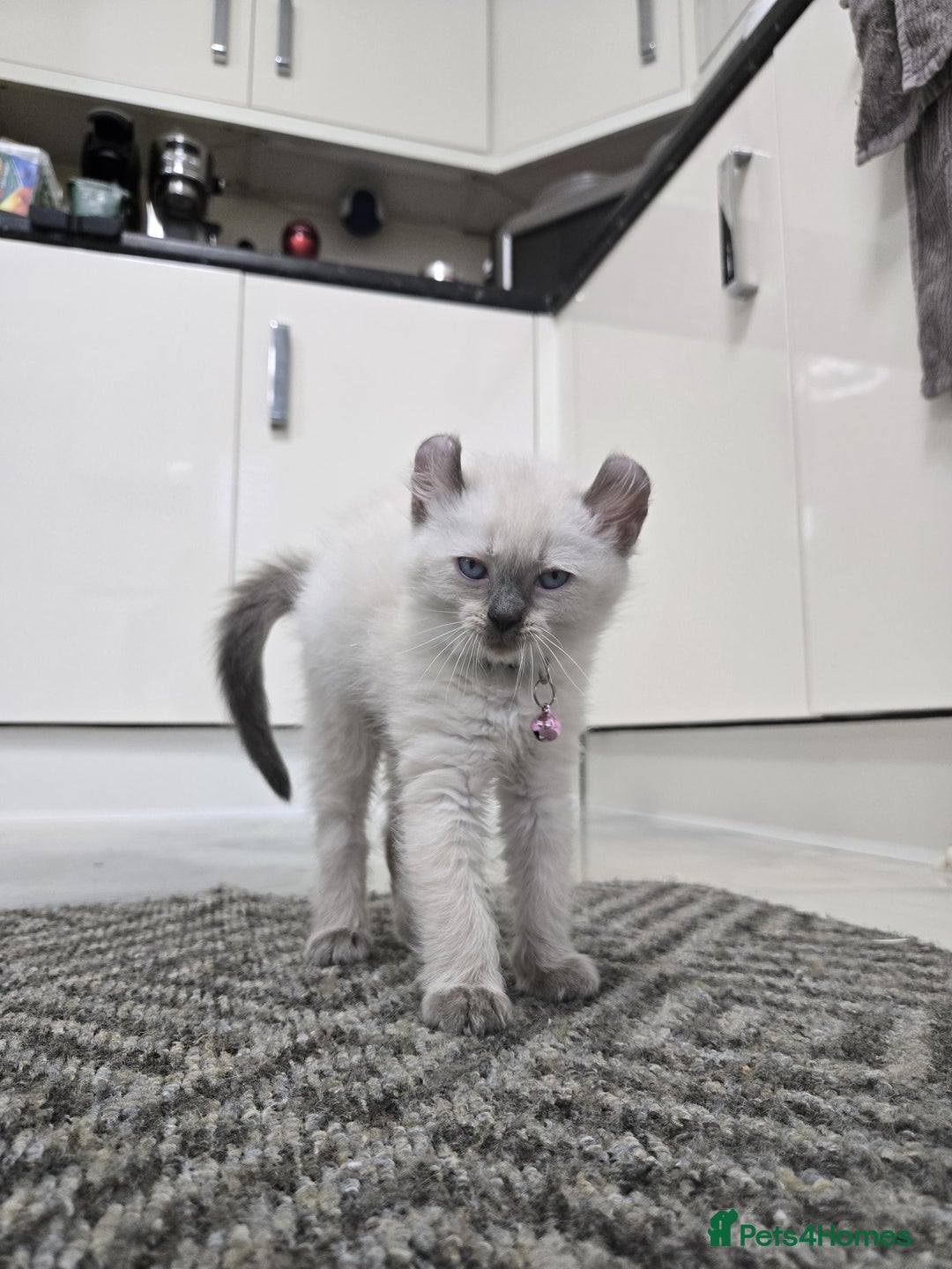 American Curl cats for sale: RARE, Unique, Affectionate American Curl Kittens!  - Advert 5