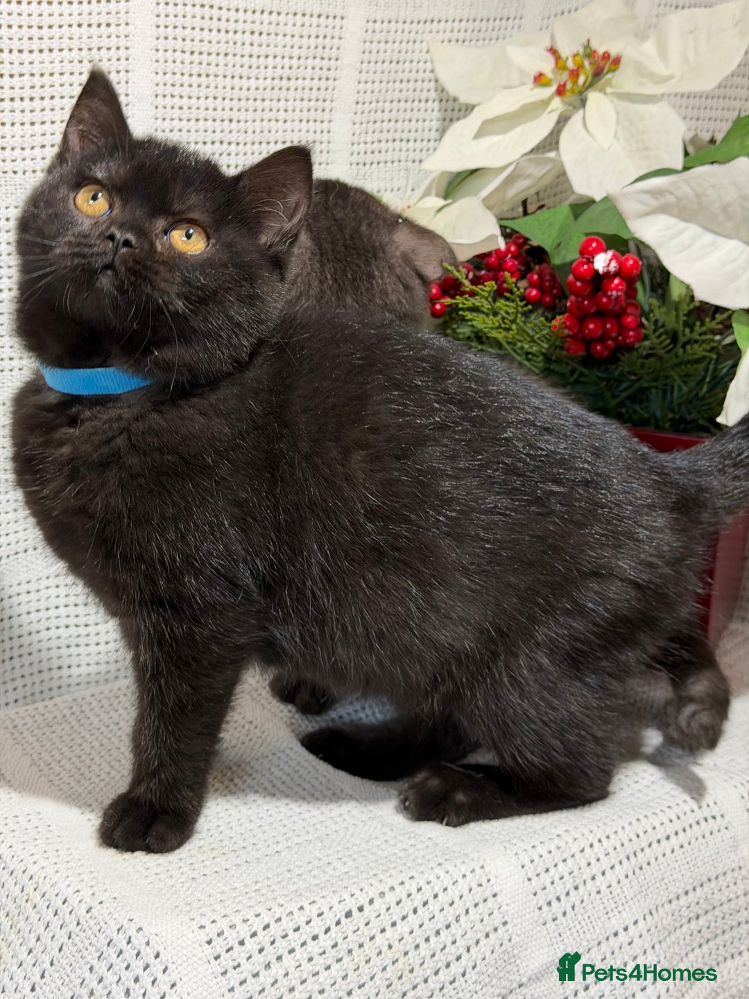 British Shorthair cats for sale: Adorable British shorthair kittens TICA - Image 12