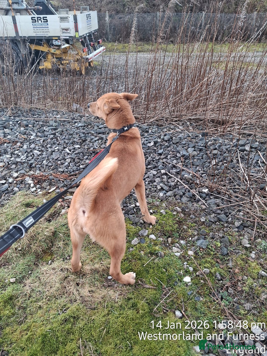 Mixed Breed dogs for sale: Bella - Advert 2