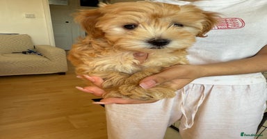 Maltipoo dogs - Advert 7