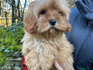 Mixed Breed dogs Cavapoo Female Puppies - Advert 2