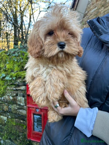 Mixed Breed dogs Cavapoo Female Puppies - Advert 3