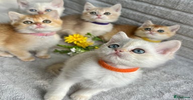 British Shorthair cats - Advert 7